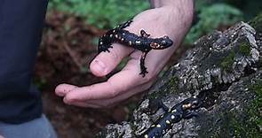 🐸 Salamandra común (Salamandra salamandra) - Dos ejemplares de S. s. morenica ^^ 🦎