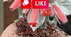 Rainha do Abismo ( Sinningia leucotricha ) planta tuberosa de floração incrível #plantas #flores