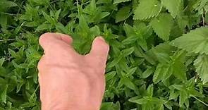 Comparing Mint to Catnip (or Catmint)