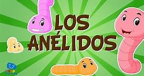 LOS ANÉLIDOS. Animales invertebrados | Vídeos educativos para niños