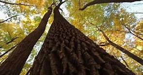 The Morton Arboretum - The Champion of Trees