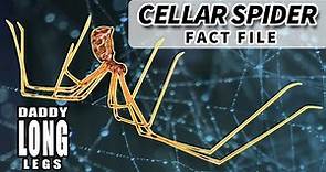 Cellar Spider Facts: aka Daddy Long Legs Facts 🕷️ Animal Fact Files