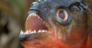 Piranha - The Dangerous Fish From South America / Documentary (English/HD)