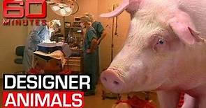 Genetically modified animals: scientific revolution or crime against nature? | 60 Minutes Australia