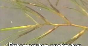 Sago pondweed (Potamogeton pectinatus)