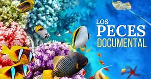 🐠🐟LOS PECES | Documental de peces COMPLETO en ESPAÑOL | Peces Documentales Interesantes🐠🐟