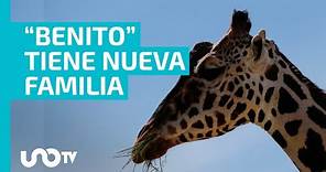 La jirafa "Benito" ya reside en Puebla