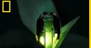 Fireflies Put on a Spectacular Mating Dance | Short Film Showcase