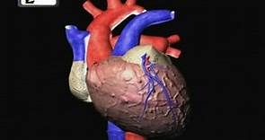 Heartbeat Explained | Lub dub | Cardiac cycle | Heart Sound | Human Anatomy video 3D | elearnin