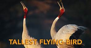 Amazing Bird Call by Sarus Crane - India Wildlife