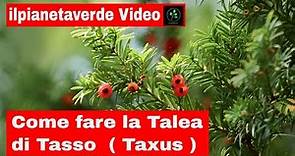 Come riprodurre con la talea il Tasso ( Taxus )