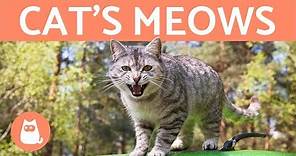 Cat's Meows and What They Mean