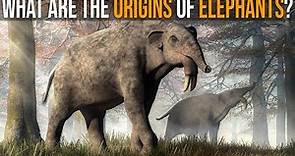 What Are The Origins of Elephants?