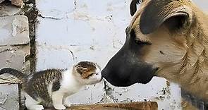 Dogs Who Love Their Kitten Since The Moment They Met - CATS AND DOGS Awesome Friendship