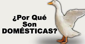 🦢 ¿Cómo se APAREAN los GANSOS y Cómo VUELAN Estas AVES? - Animales Salvajes