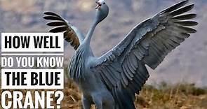 Blue crane || Descriptions, Characteristics and Facts!