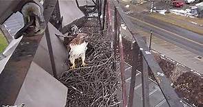 Epic Red-tailed Hawk Nest Building by the #CornellHawks! March 2, 2023