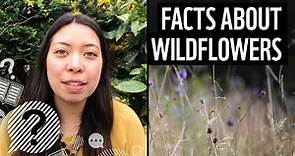 Why are wildflowers important? | Top facts | WWF