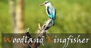 Woodland Kingfisher (Halcyon senegalensis) Bird Call | Summer Bird Calls | Stories Of The Kruger