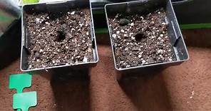 Beginner growers guide how to plant your cannabis seeds after you germinate them.