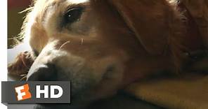 A Dog's Purpose (2017) - Bailey Passes On Scene (4/10) | Movieclips