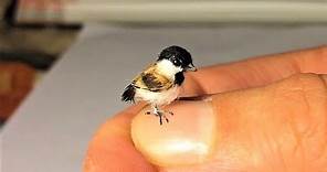Top 10 Smallest Birds in the World