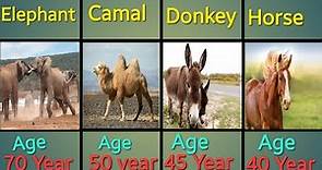 Comparison Of Animal Ages | Longevity of various animals