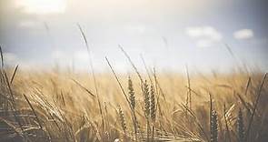 Ucraina, l'Ungheria si offre per il transito del grano per il terzo mondo