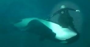 Caught on Tape: Whale Almost Kills Sea World Trainer, Holds Him Under Water