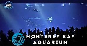 Is the $60 Monterey Bay Aquarium Ticket Worth the Experience?