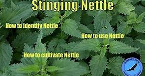 Stinging Nettle - How to identify, use, and cultivate Nettle.