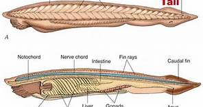 Chordate Evolution (1/2)