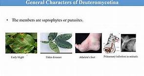 General characteristics of Deuteromycotina/Deuteromycota