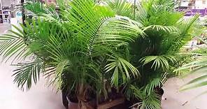 5 Tips for Indoor Palm Care | Donna Joshi