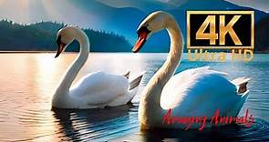 Graceful swans #42| Amazing Animals 4K | Beautiful music