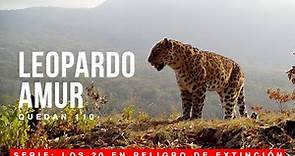 Leopardo Amur, quedan 110 en estado salvaje. 20 especies en peligro crítico de extinción