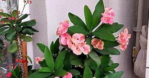 Crown of Thorns is not flowering or growing? 5 secrets to get a Crown of Thorns to Bloom