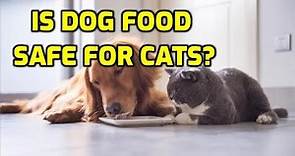 Can Cats Eat Dog Food For One Day?