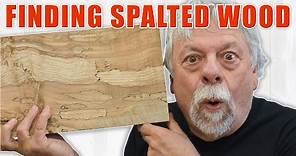 Finding Spalted Wood for Woodworking / Free Lumber