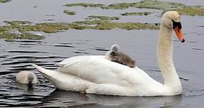 Mute Swan Cygnet on Mother's Back