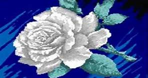 costenos del pacifico-rosas blancas
