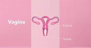 Female Sexual Anatomy | Vulva, Vagina and Breasts