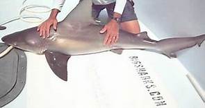 Sandbar Shark Identification