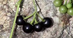 Edible Plants: Black nightshade