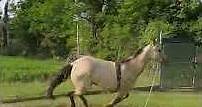 Cavallo in vendita - Femmina spagnola - equirodi.it