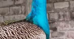 Precioso Pavo Real mostrando su plumaje y colorido
