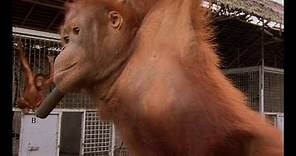 An Orangutan FINALLY Moves Home | Orangutan Diary | BBC Earth