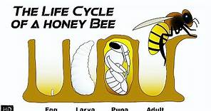 The Life Cycle of a Honey Bee | The First 21 Days of Honey Bee's Life