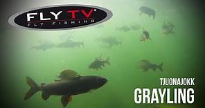 FLY TV - Tjuonajokk Grayling - Epic Dry Fly Fishing in the Swedish Mountains