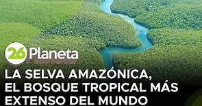 La selva amazónica, el bosque tropical más extenso del mundo